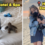 I Took My Pug To The "Most Dog-Friendly" Hotel In The US, And Here Are Our Collective Thoughts